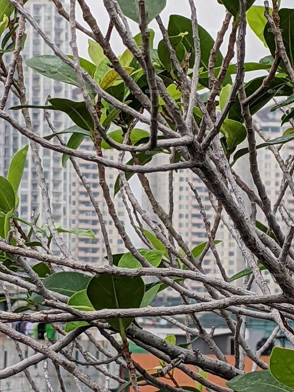 ficus plant and building background