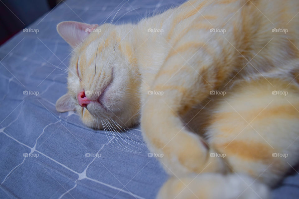 cat and his sleeping position