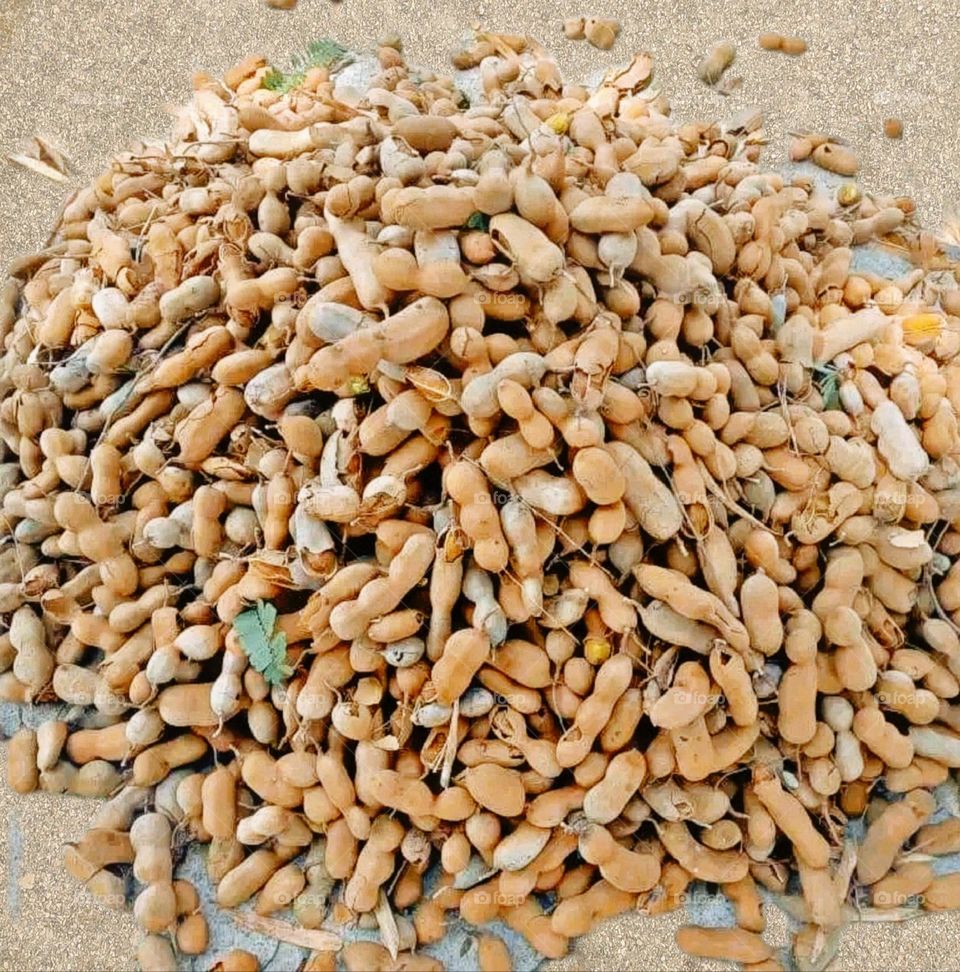 August 14, 2023 rajasthan india. A pile of tamarind lying on the floor.