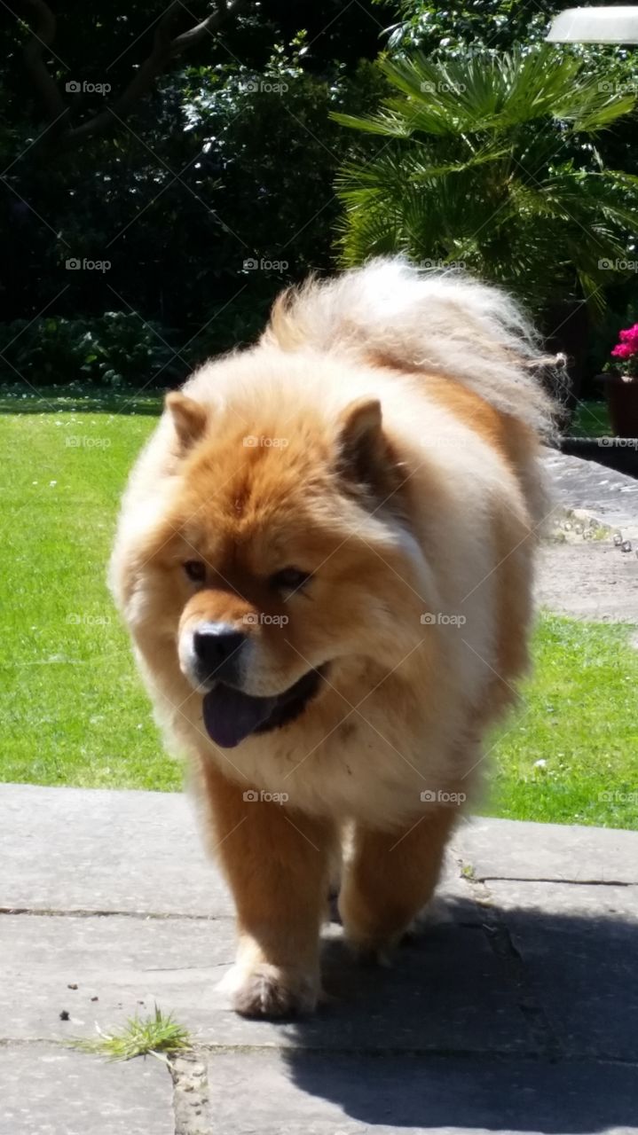 Dog, Mammal, Canine, Pet, Portrait