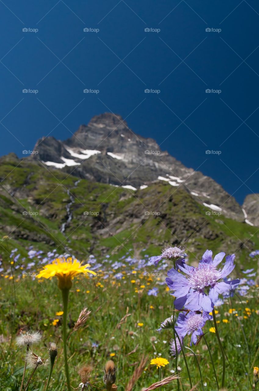 Flowers on a background of mountain