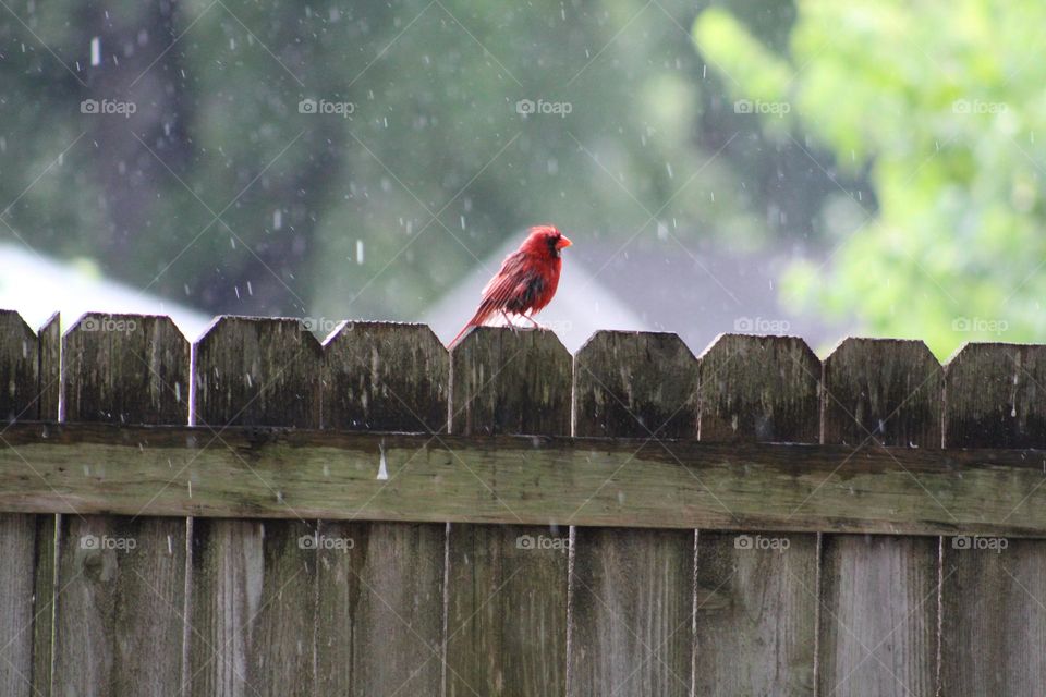 Cardinal in the rain