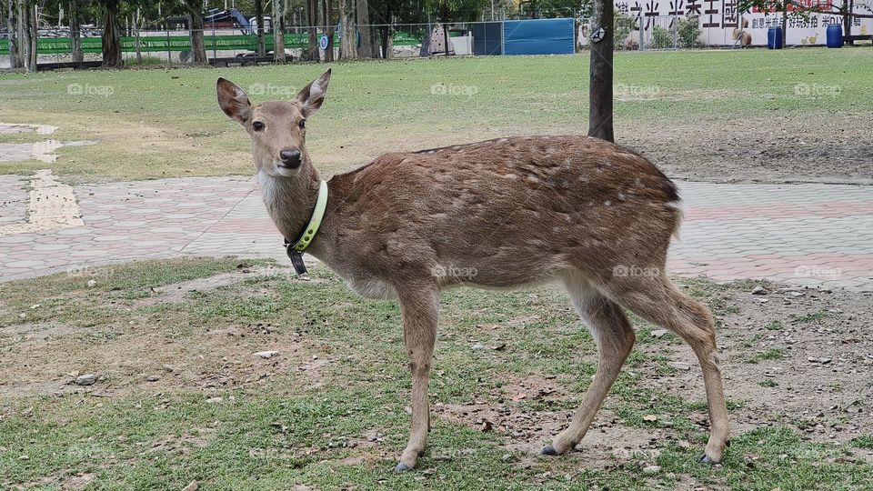 Sika deer in Luye Township, Taitung County