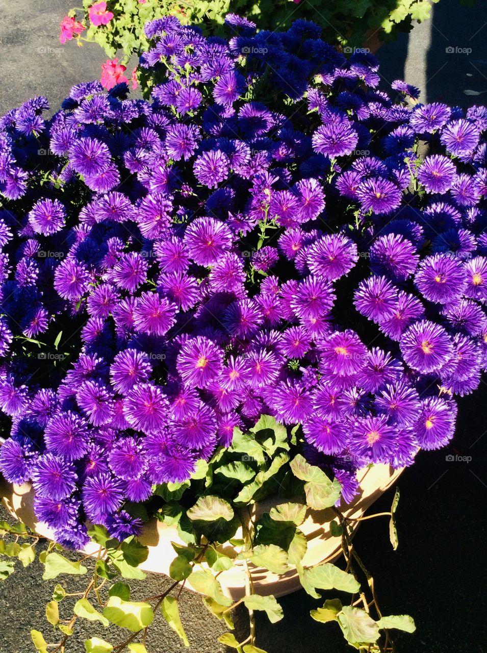 Aster-a beautiful perennial flower that can fill a garden with beautiful shades of purple and pink colors in the fall.