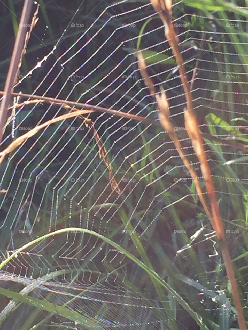 Dew Drops on Spider Web