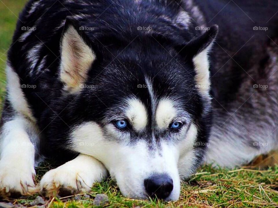 This beautiful husky, with her ice blue eyes, resting sweetly in the grass on a sunny afternoon. 