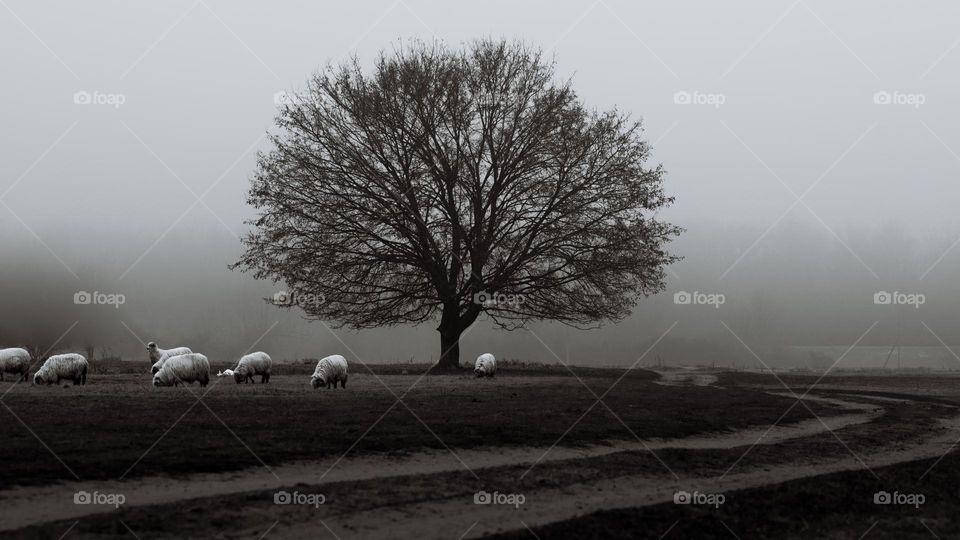 tree în the fog with sheeps