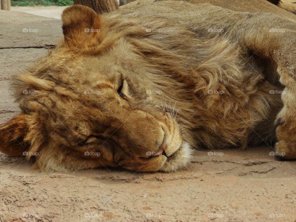 The King is at rest. 🦁