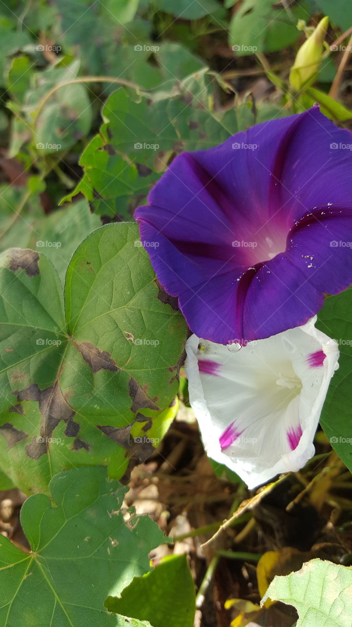 Nature, Flower, Flora, Leaf, Color