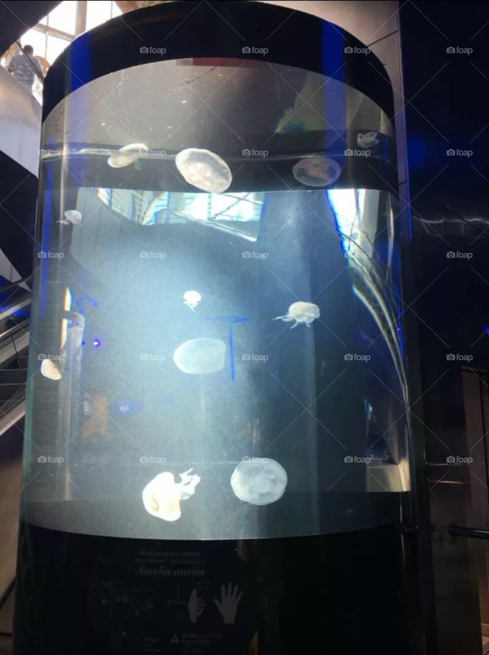 oceanografic