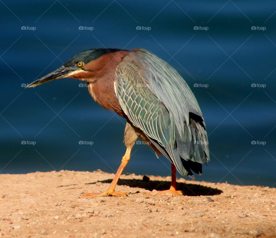 Beautiful Heron Walking on Shore