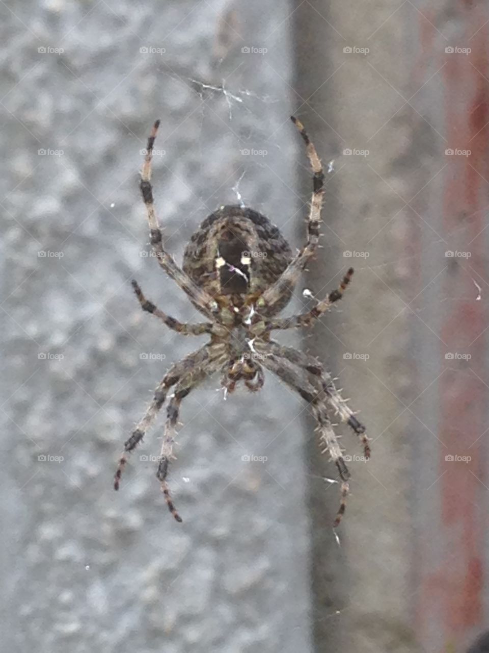 Spider . Yucky bug but just look at the patterns and markings some one will love them but not me 