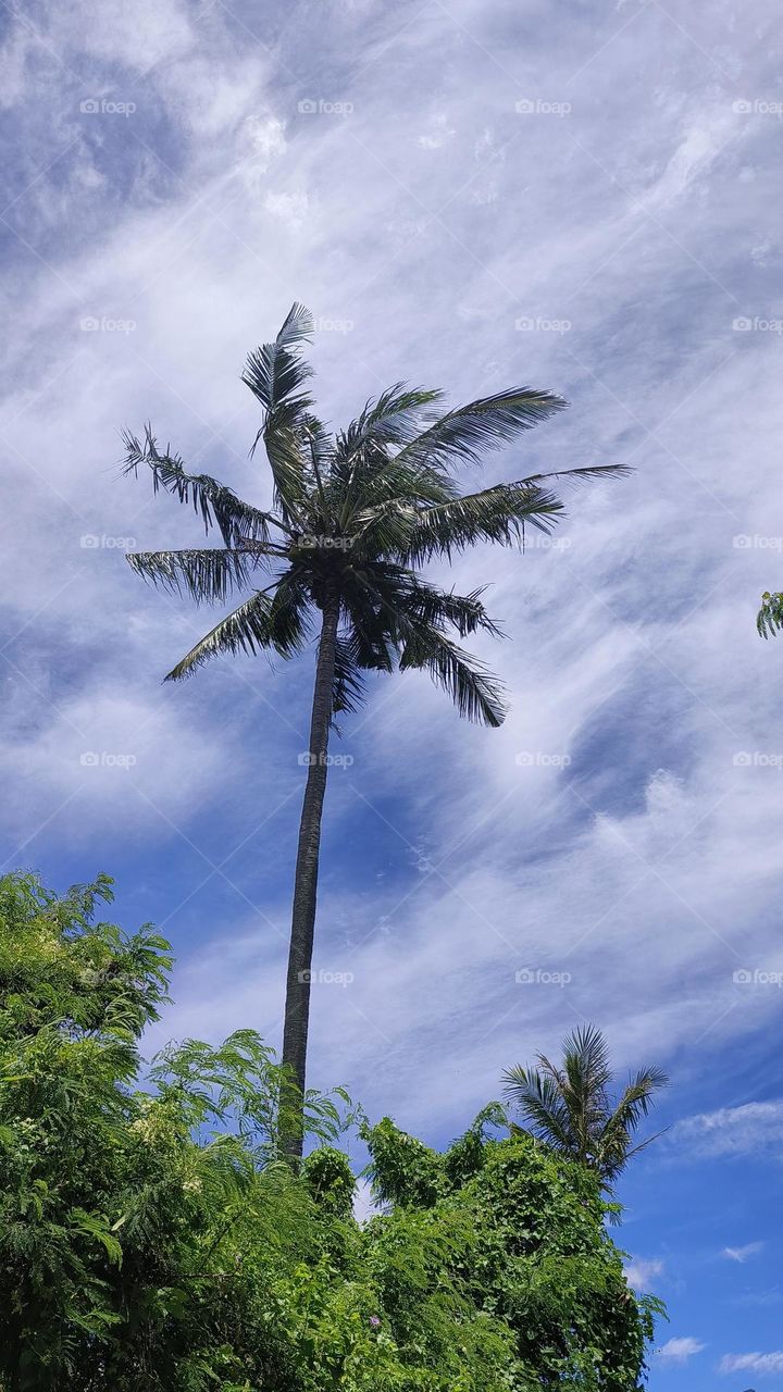 palm tree on the beach
