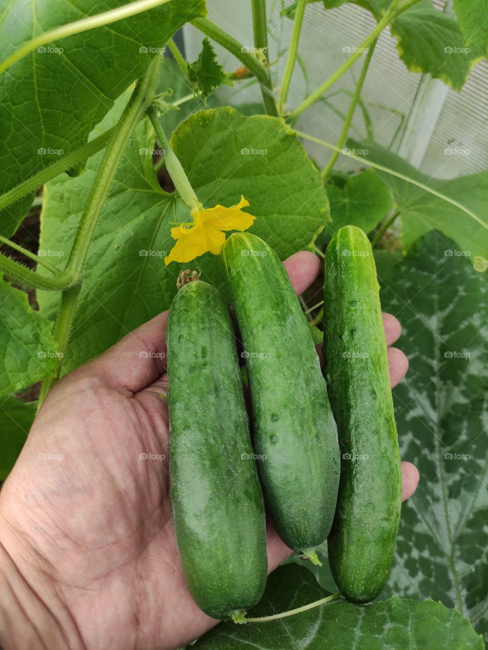 We have grown beautiful cucumbers.
