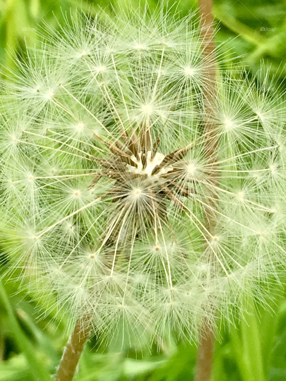 Organic textural pattern in a seeding dandelion head closeup outdoors 