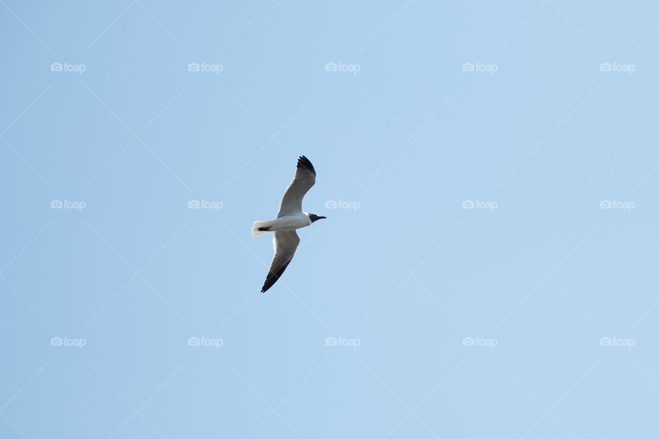 Bird, Seagulls, Wildlife, No Person, Flight