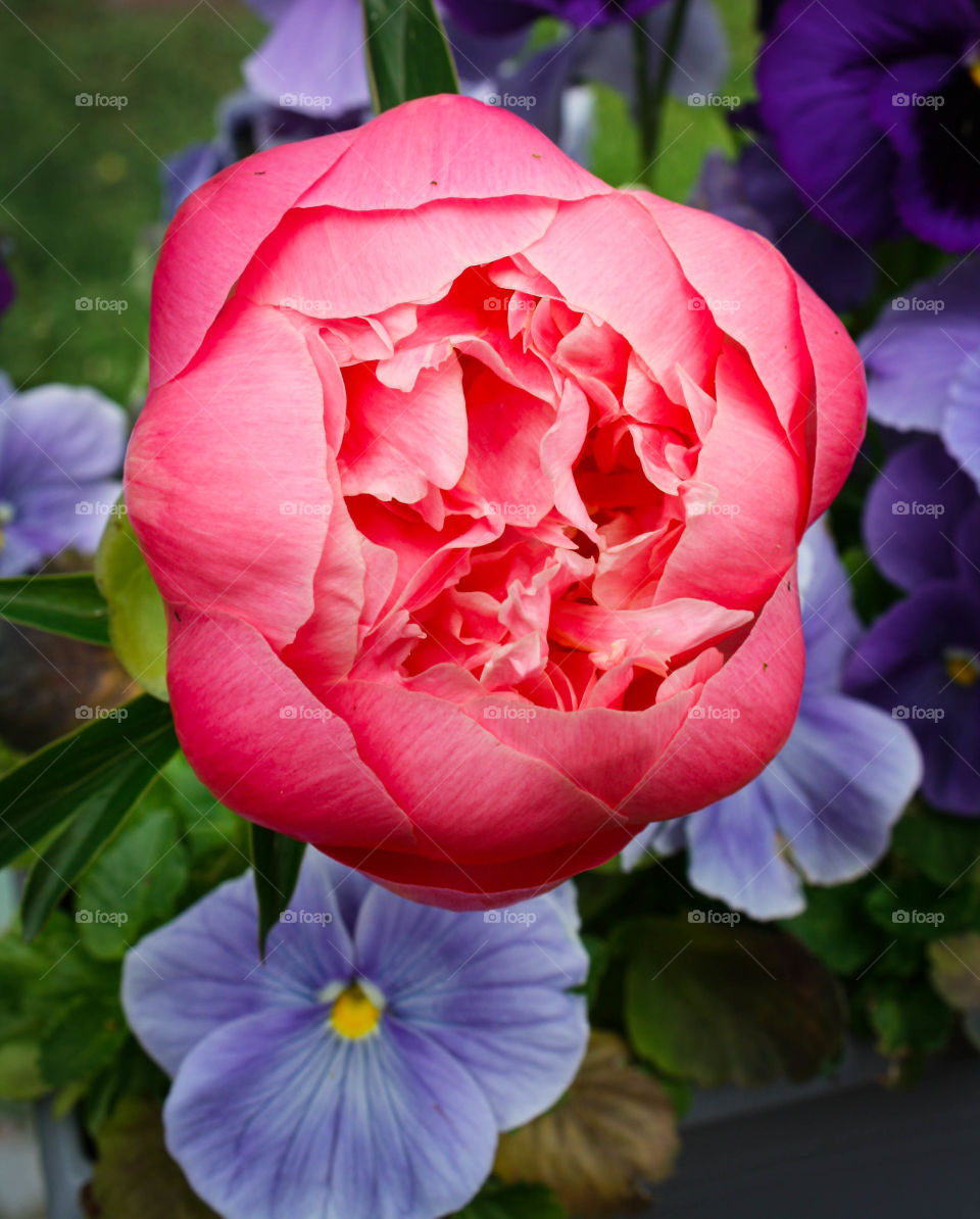 Peony in the backyard 