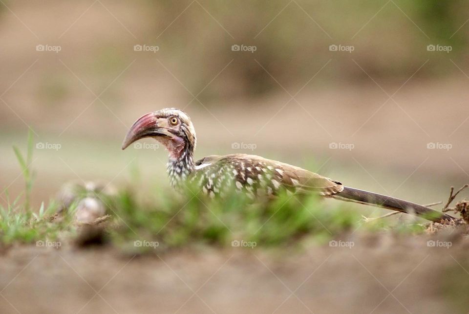 Red billed hornbill 