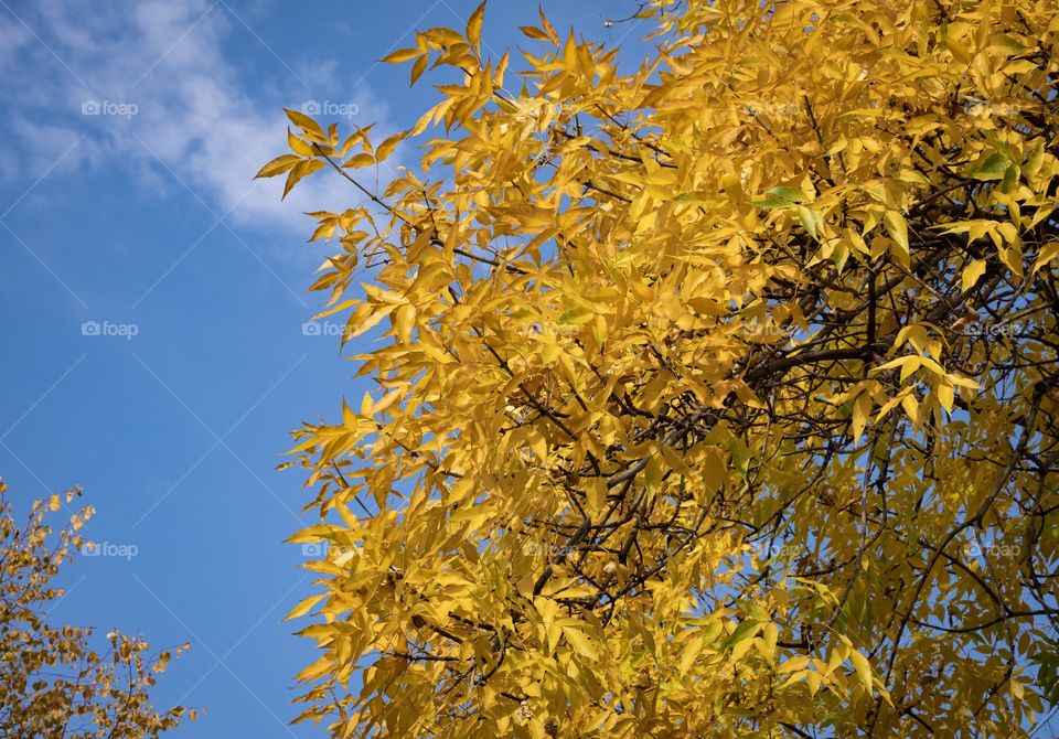 Season of change , Autumn in Georgia