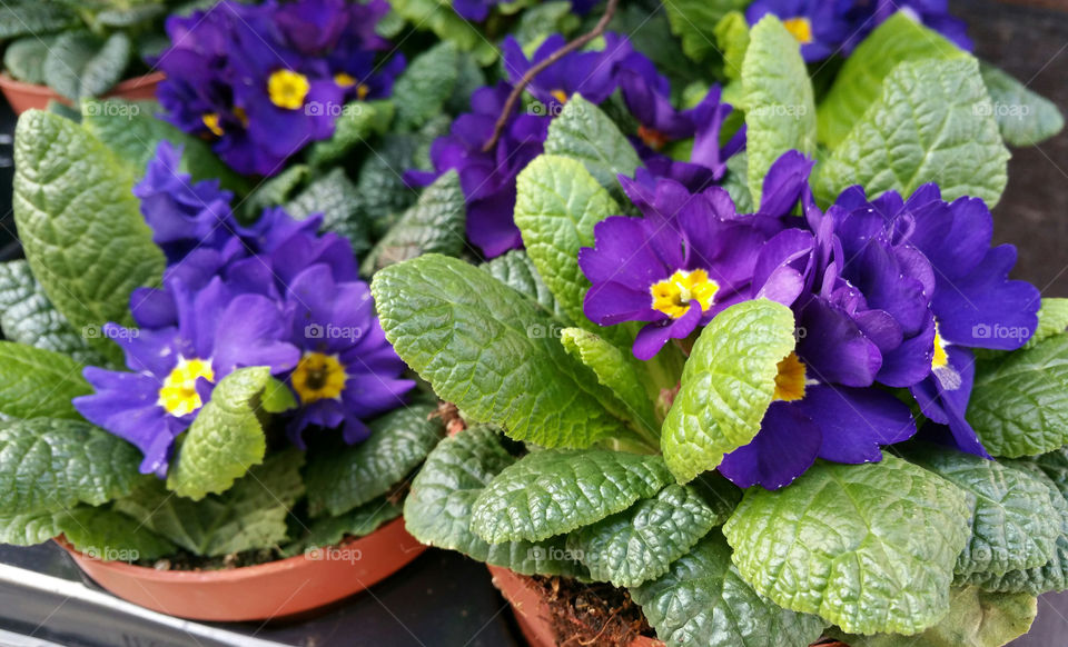 Purple primulas in a shop's display