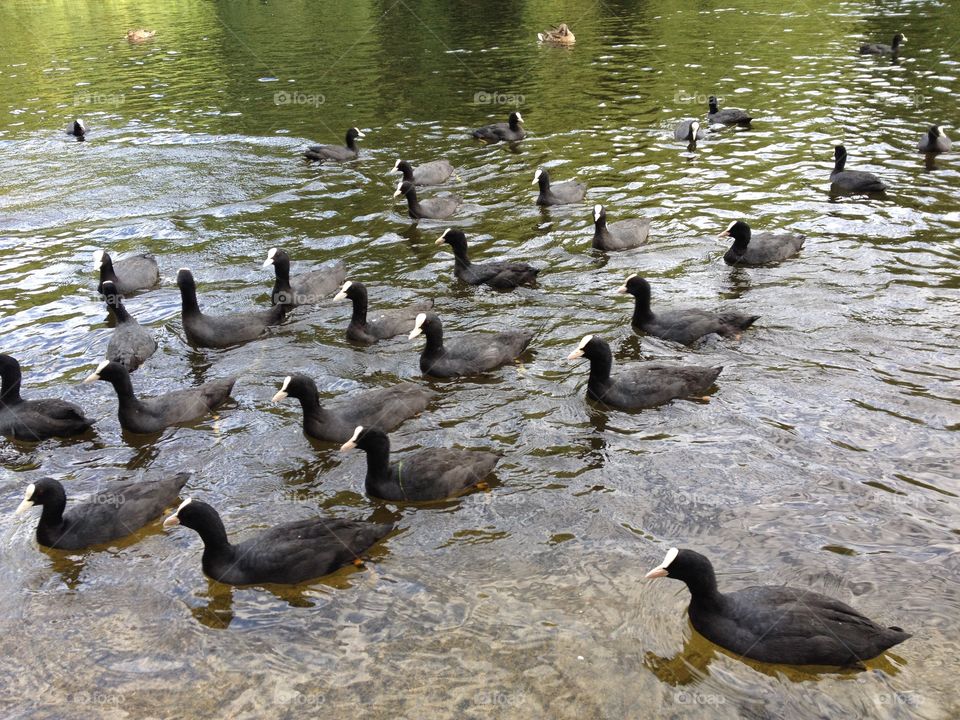 High angle view of ducks in lake