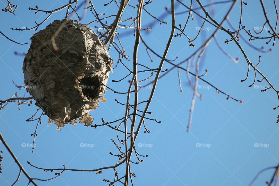 A huge bee hive in a tree where all the leaves have fallen, starting to feel winter coming.