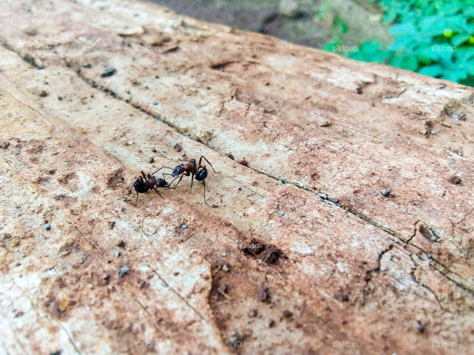 Ants Fighting❤️ Photography is Everything