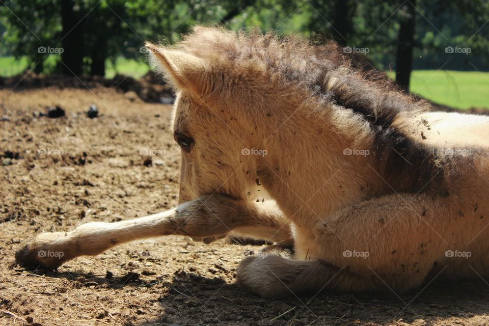 brown horse