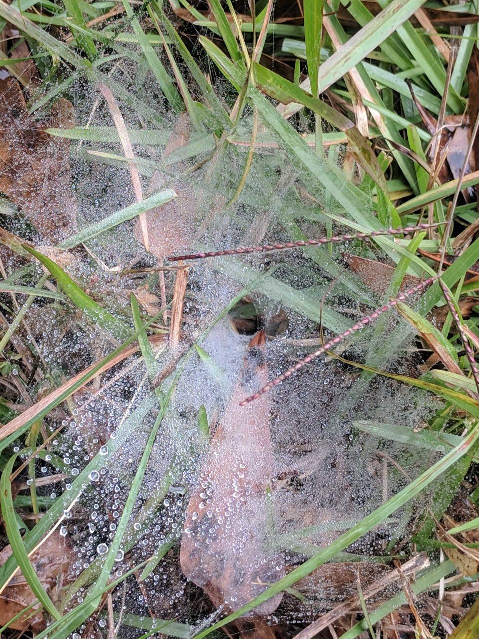 Spider Web