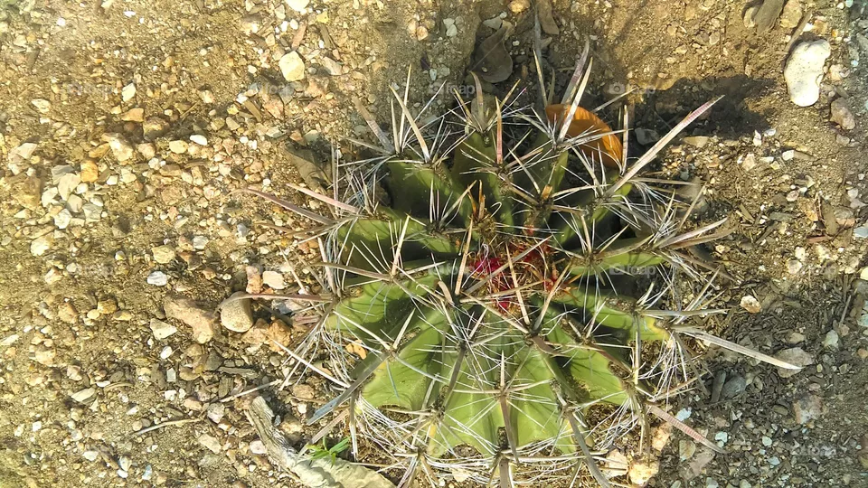 cactus