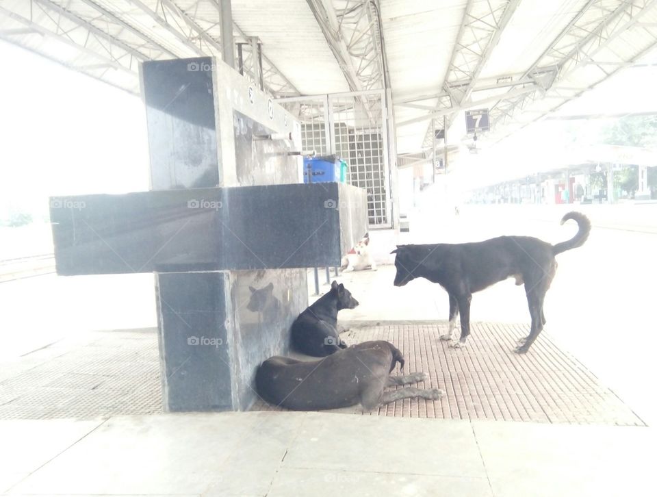 Stray dogs photo,3 dogs together,3 black dogs,coincidentally three black dogs together,black and white 3 dogs, one black and white nice photo,3 random good photos,3  Good coordination of photos,a good photo representing the count of 3