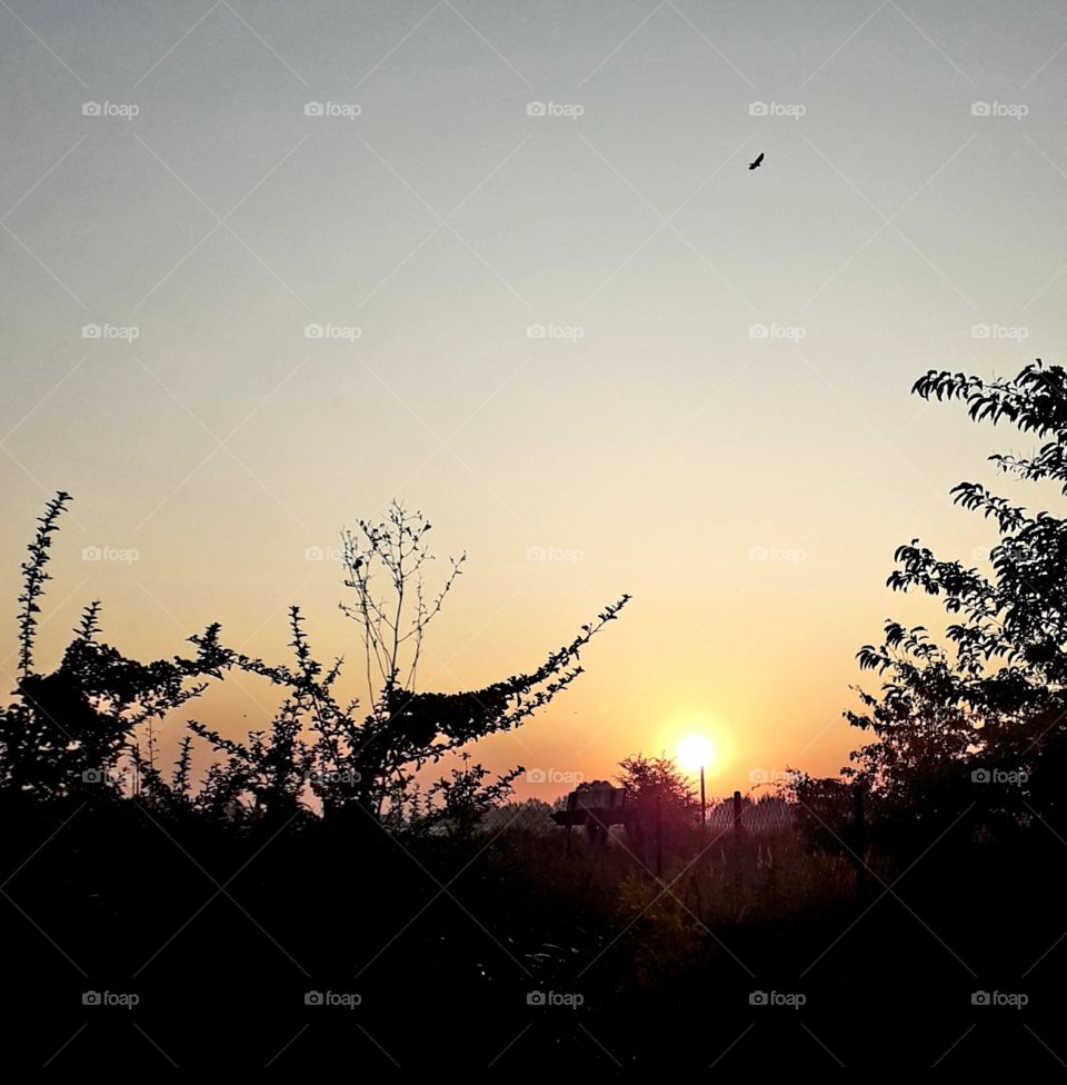 autumn  sunrise above the meadow with trees silhouette