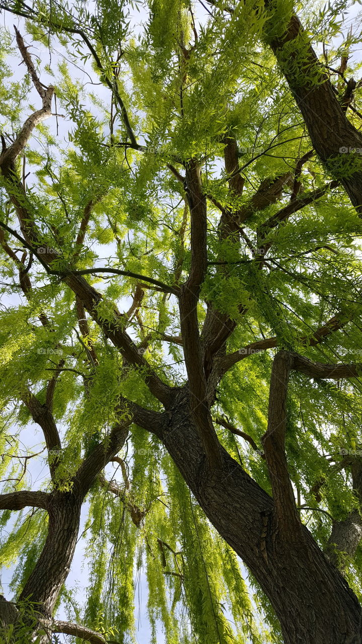 weeping willow tree