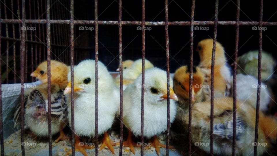 Chicks in the cage in the small farm
