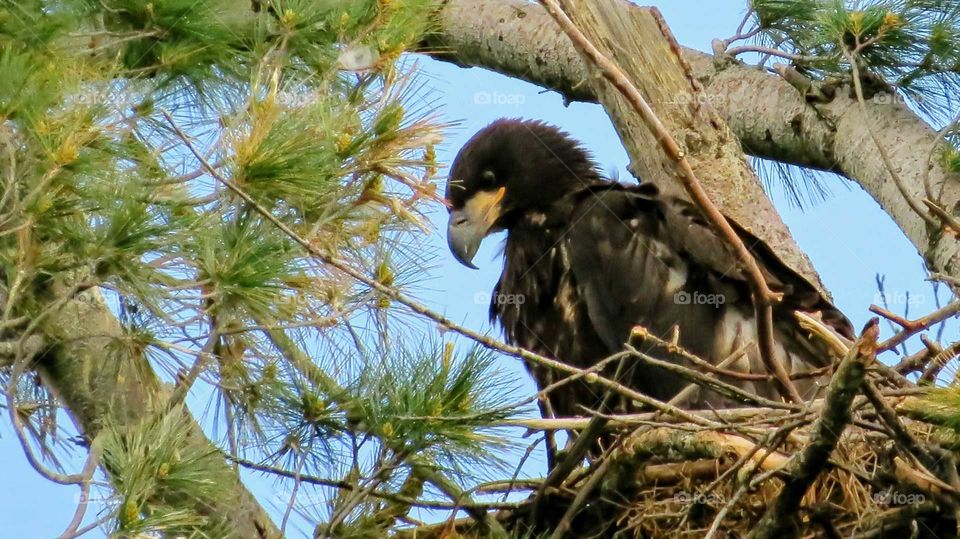 Immature Bald Eagle before flight