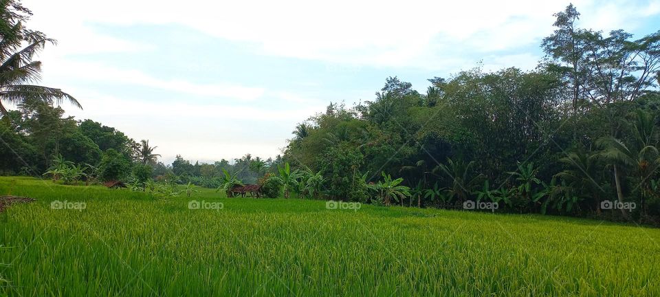 View of rice fields in the morning with cool air