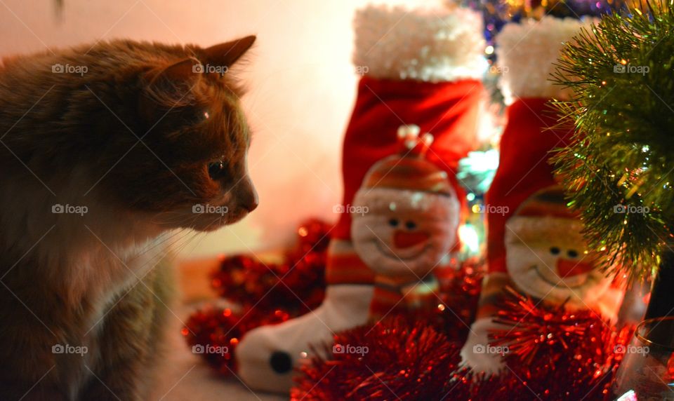 red cat pet and Christmas tree decorations winter holiday home
