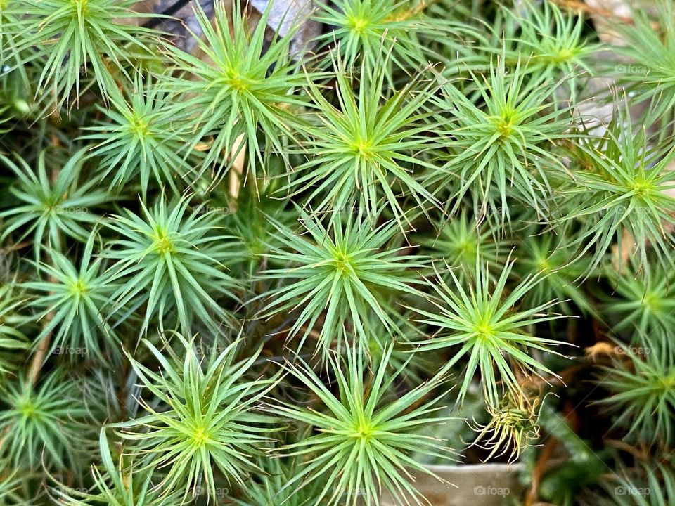 Close up of common hair cap moss