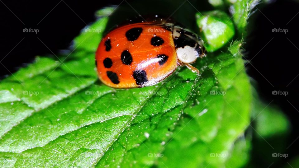 Lady bug on leaf