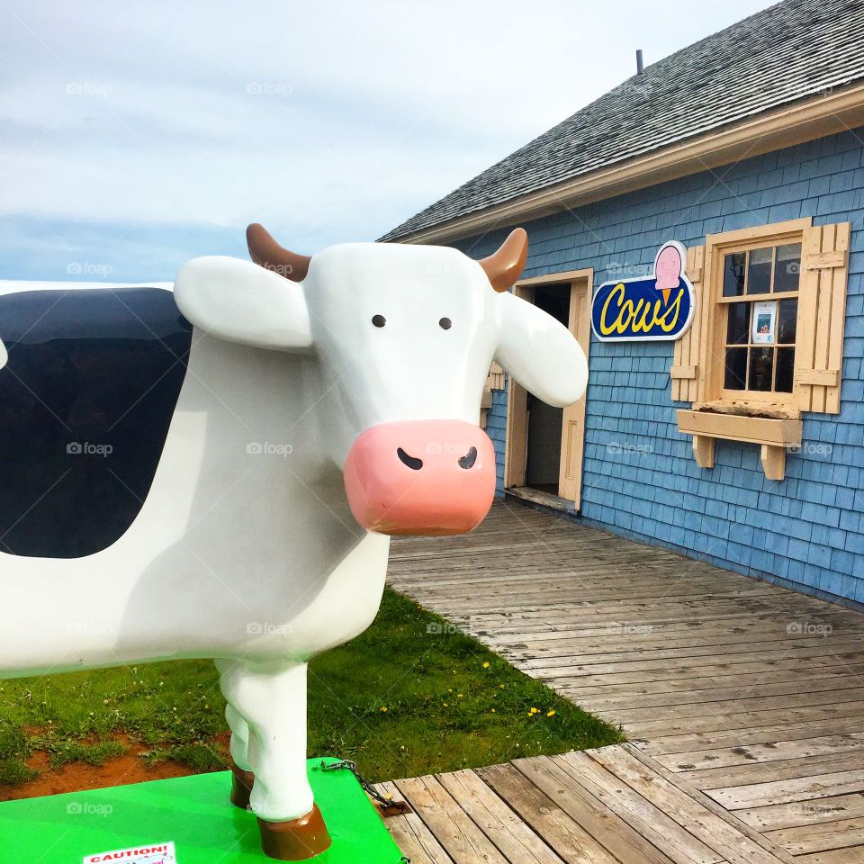 Cow’s Ice cream - PEI - Canada