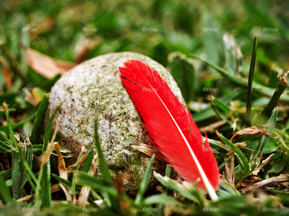 Still life shot of a small red feather on the ground.