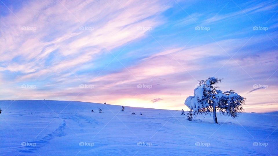 Low angle view of snowy tree against sky