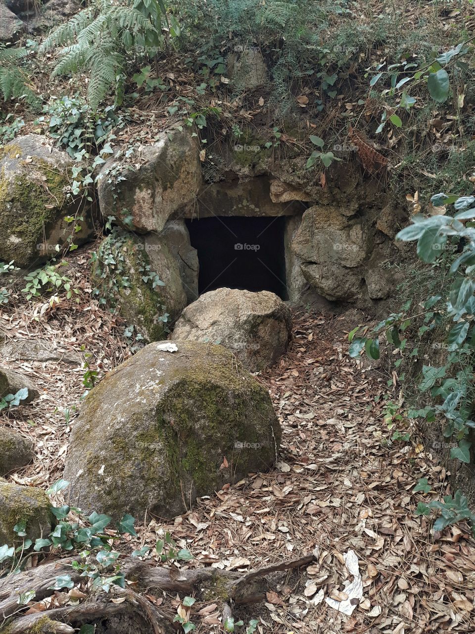 cave in the woods