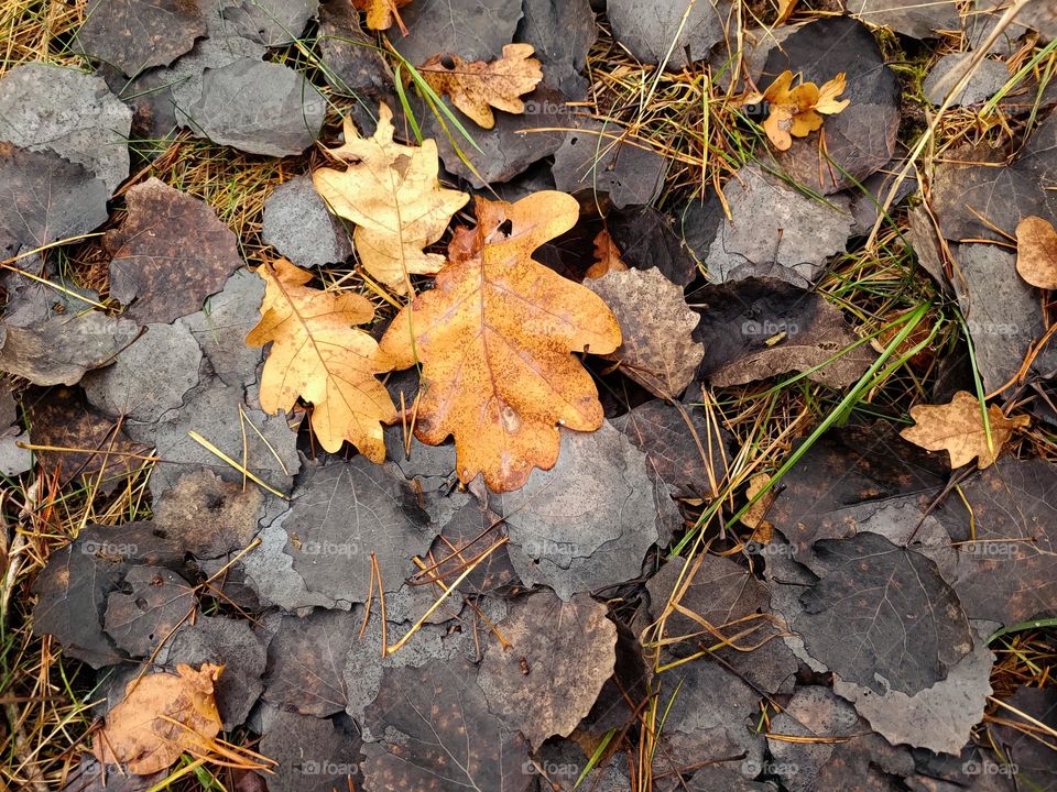 Fallen brown leaves of an oak between black foliage of a poplar