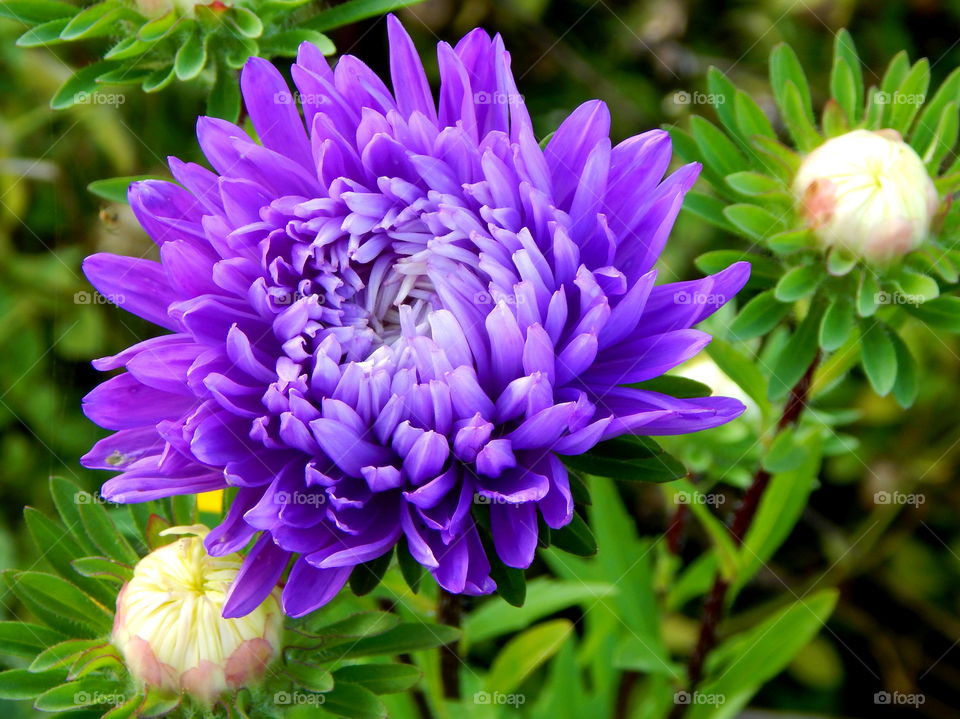 Amazing purple flower in my garden