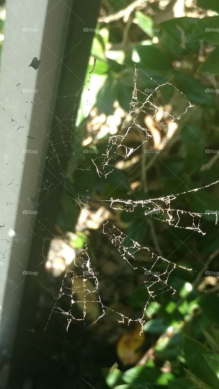 Spider, Spiderweb, Arachnid, Cobweb, Nature