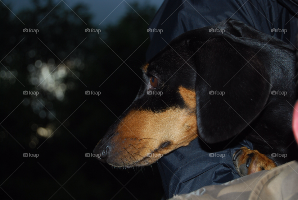 töstaama dog hund tax by micke71xxx