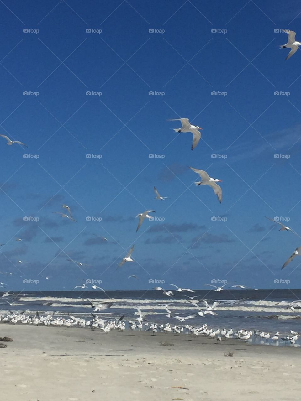Fly away seagulls 