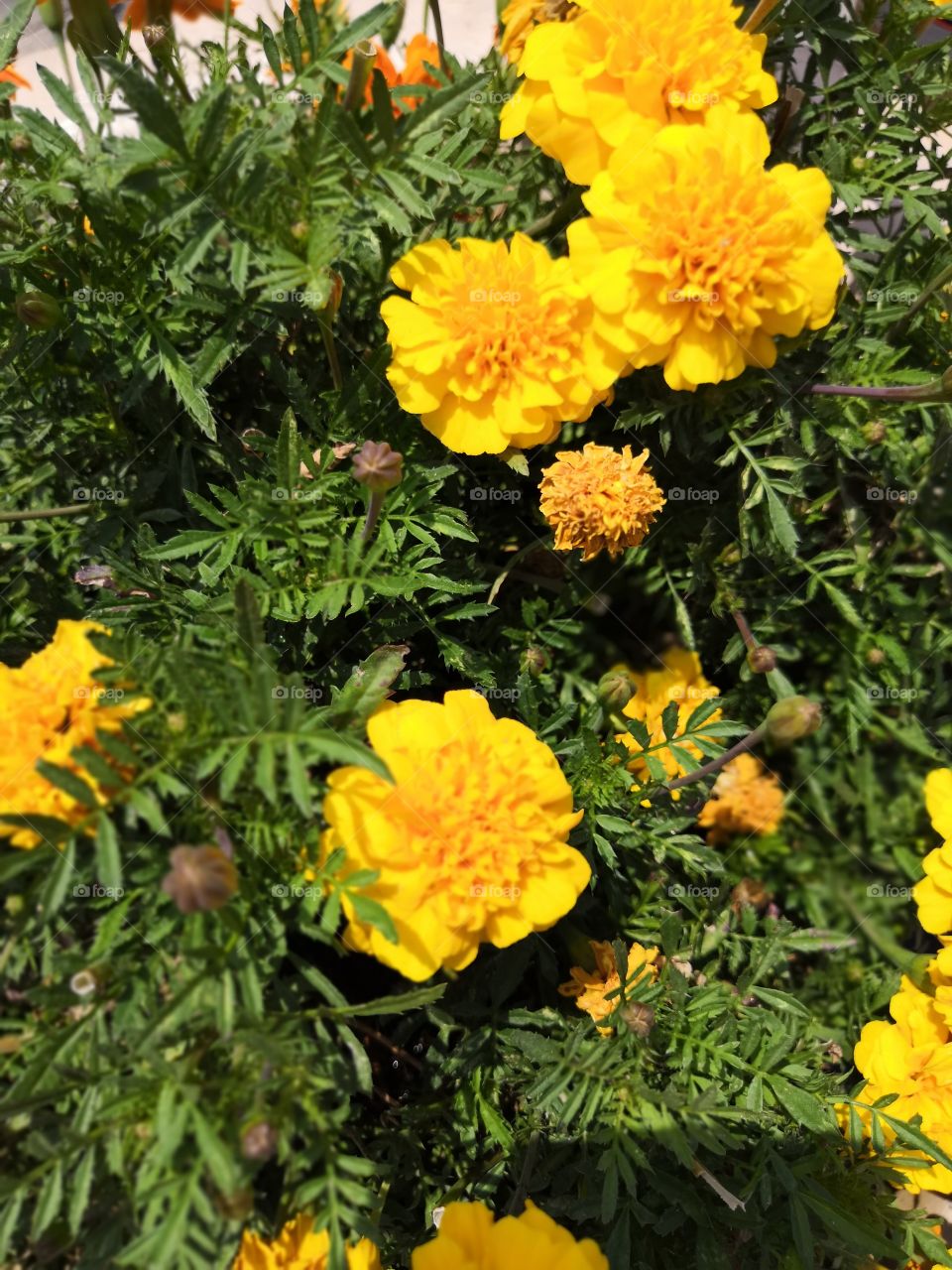 Yellow flowers