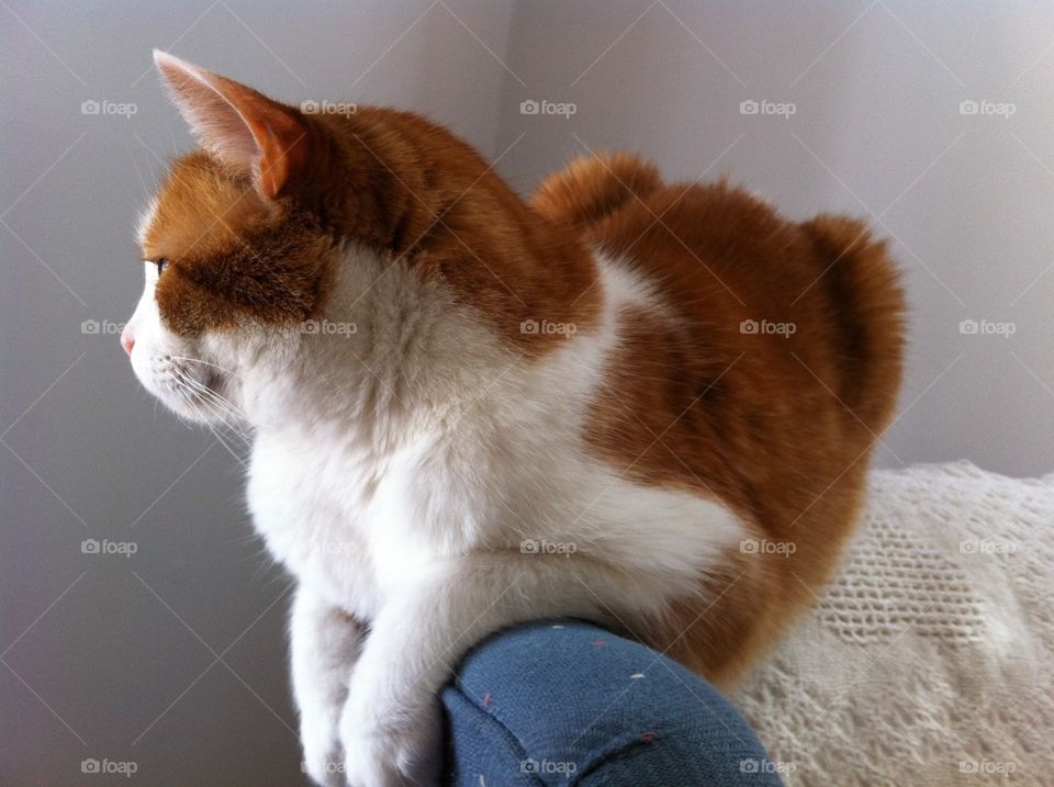 Gus Looking. My cat Gus perched on top of a chair surveying his kingdom. 